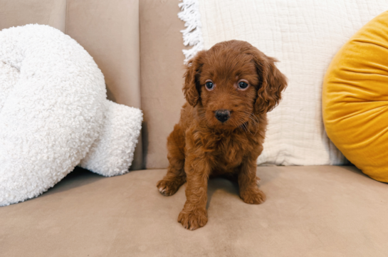 Cute Mini Goldendoodle Poodle Mix Pup