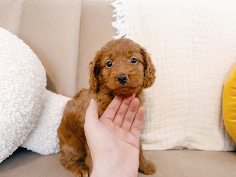 Mini Goldendoodle Pup Being Cute