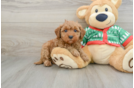 Little Mini Goldenpoo Poodle Mix Puppy