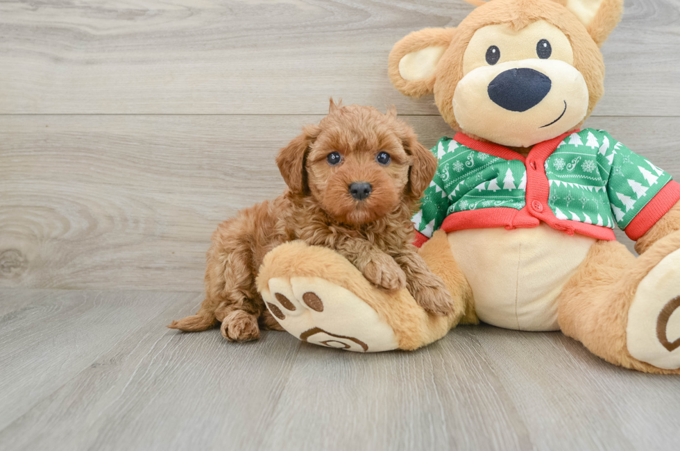 5 week old Mini Goldendoodle Puppy For Sale - Seaside Pups