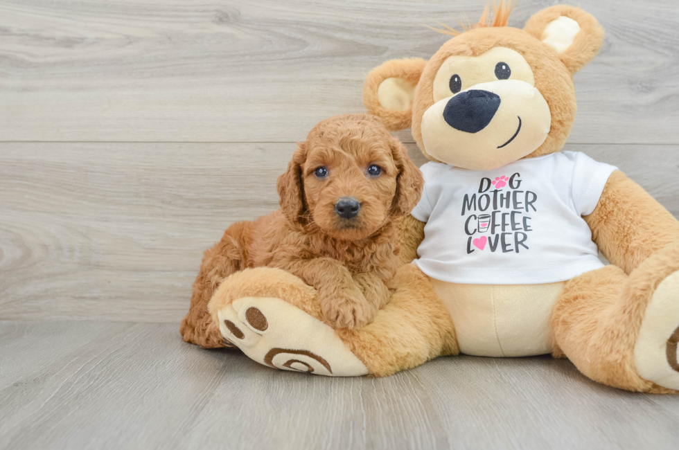 5 week old Mini Goldendoodle Puppy For Sale - Seaside Pups