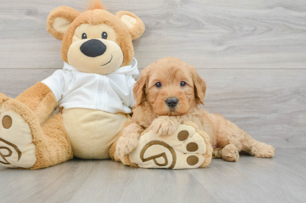5 week old Mini Goldendoodle Puppy For Sale - Seaside Pups
