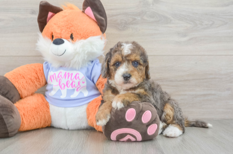 5 week old Mini Goldendoodle Puppy For Sale - Seaside Pups