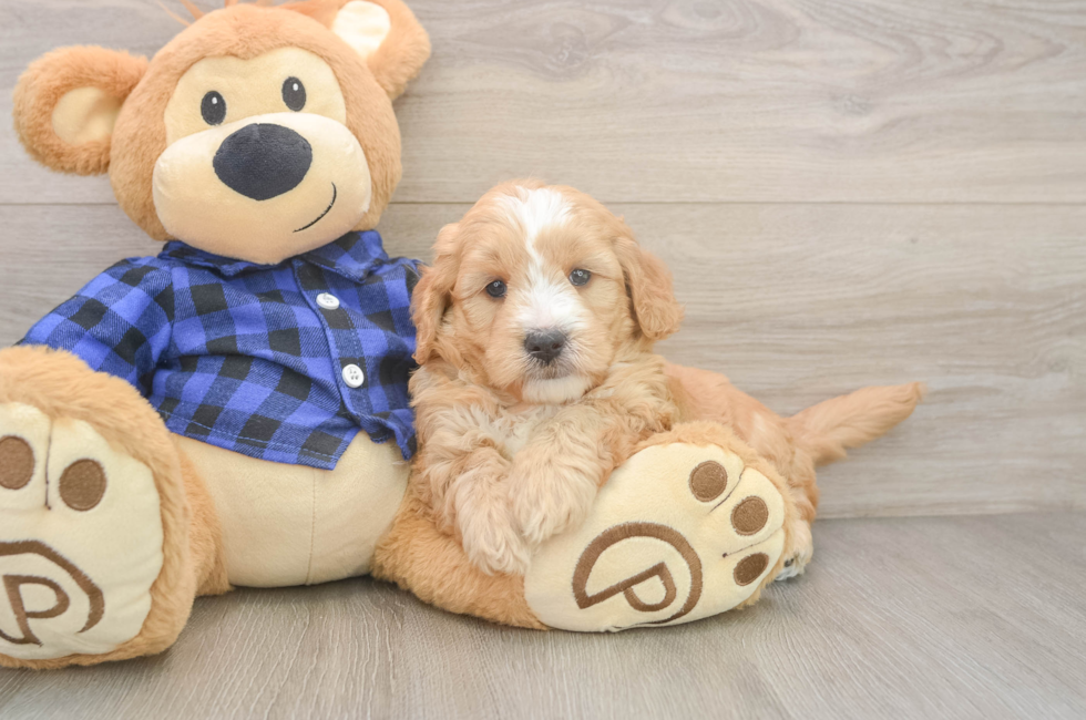 5 week old Mini Goldendoodle Puppy For Sale - Seaside Pups