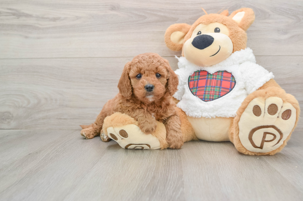 5 week old Mini Goldendoodle Puppy For Sale - Seaside Pups