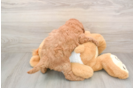 Friendly Mini Goldendoodle Baby