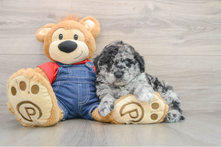 Mini Goldendoodle Pup Being Cute