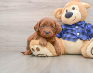 7 week old Mini Goldendoodle Puppy For Sale - Seaside Pups