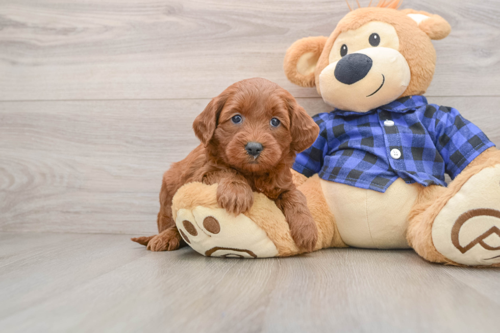 Mini Goldendoodle Pup Being Cute