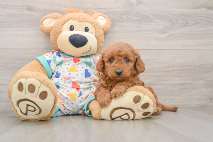 Mini Goldendoodle Puppy for Adoption
