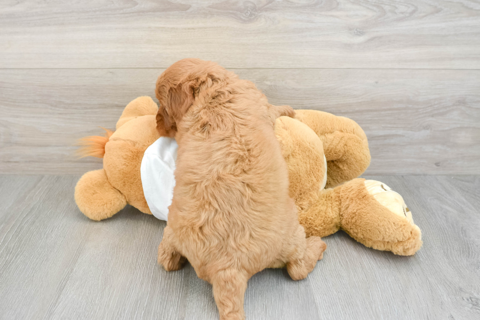 Adorable Golden Retriever Poodle Mix Poodle Mix Puppy