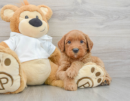 7 week old Mini Goldendoodle Puppy For Sale - Seaside Pups