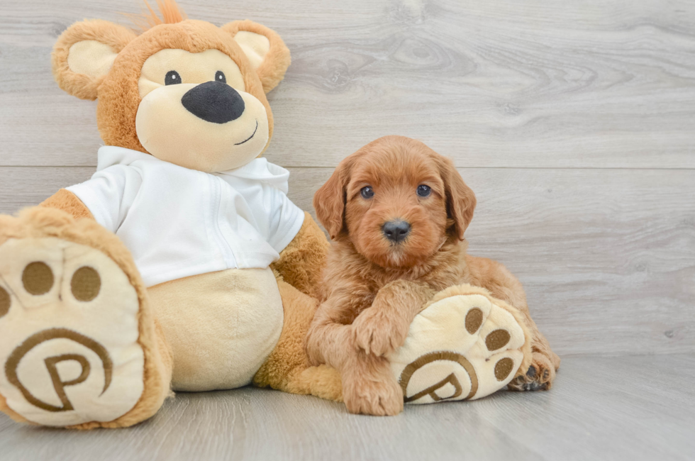 5 week old Mini Goldendoodle Puppy For Sale - Seaside Pups
