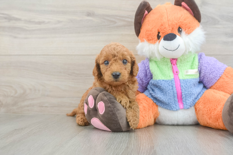 5 week old Mini Goldendoodle Puppy For Sale - Seaside Pups