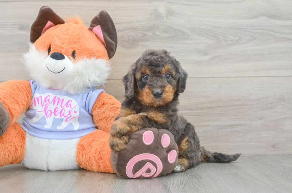 5 week old Mini Goldendoodle Puppy For Sale - Seaside Pups