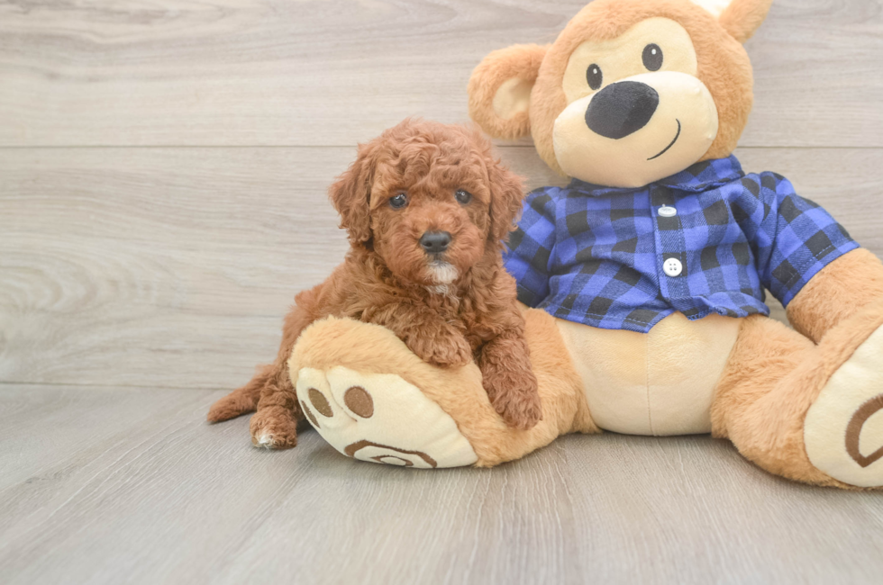 6 week old Mini Goldendoodle Puppy For Sale - Seaside Pups
