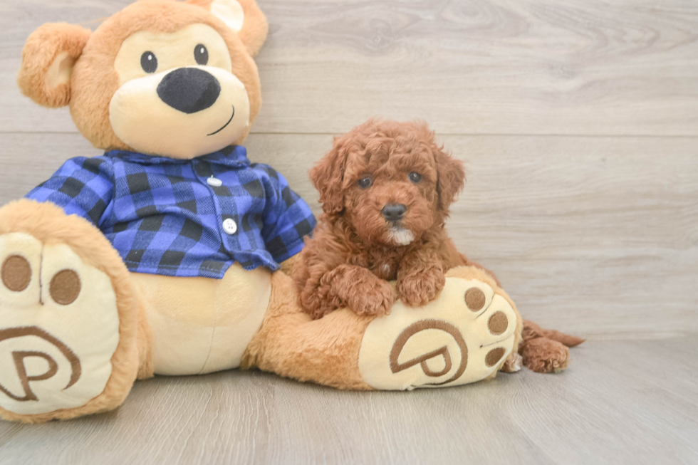 Energetic Golden Doodle Poodle Mix Puppy
