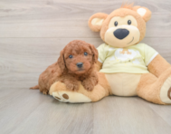 7 week old Mini Goldendoodle Puppy For Sale - Seaside Pups