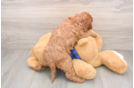Hypoallergenic Mini Goldiepoo Poodle Mix Puppy