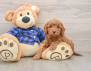 7 week old Mini Goldendoodle Puppy For Sale - Seaside Pups