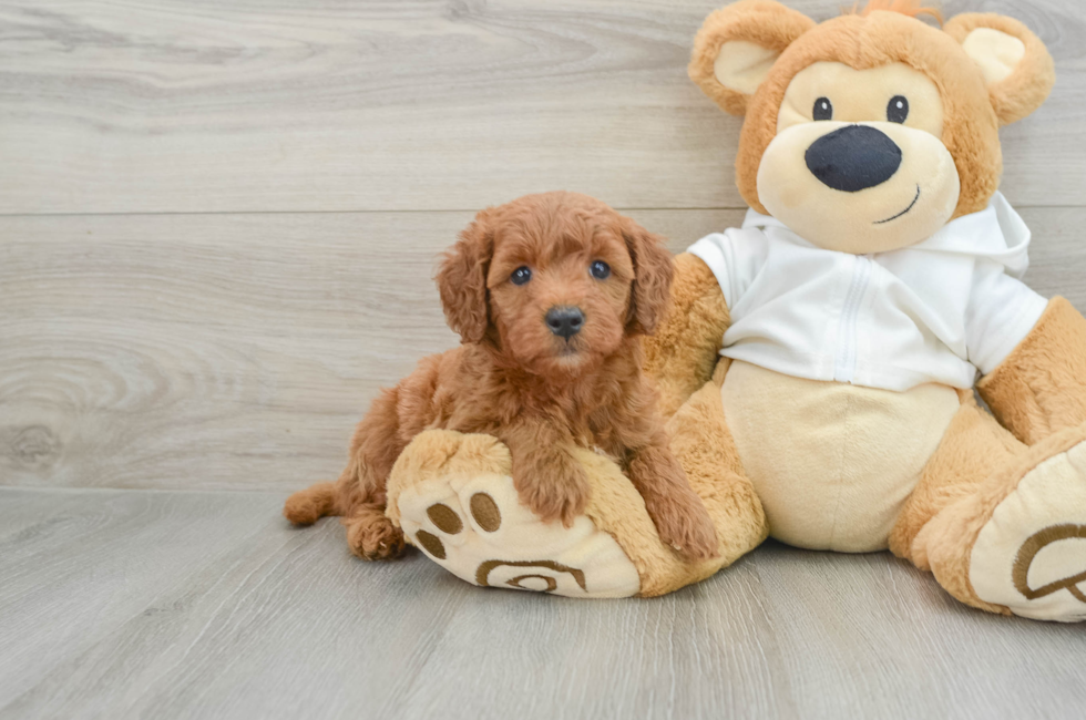 5 week old Mini Goldendoodle Puppy For Sale - Seaside Pups