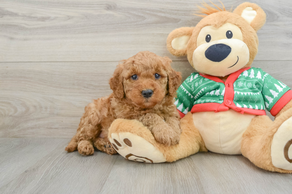 5 week old Mini Goldendoodle Puppy For Sale - Seaside Pups