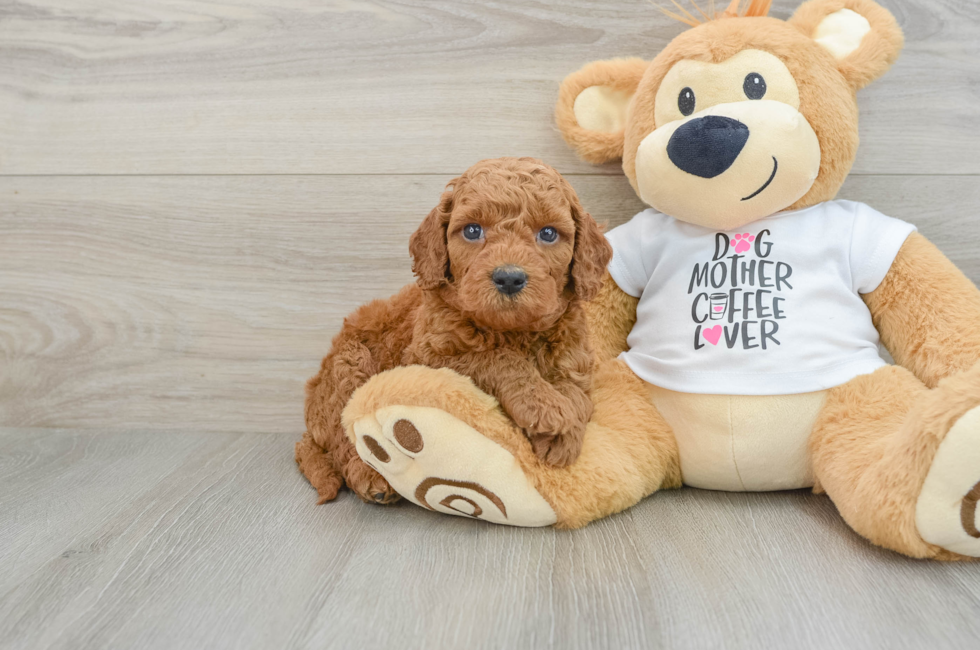 5 week old Mini Goldendoodle Puppy For Sale - Seaside Pups