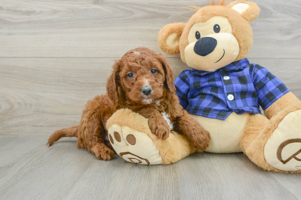 9 week old Mini Goldendoodle Puppy For Sale - Seaside Pups