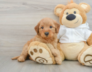 7 week old Mini Goldendoodle Puppy For Sale - Seaside Pups
