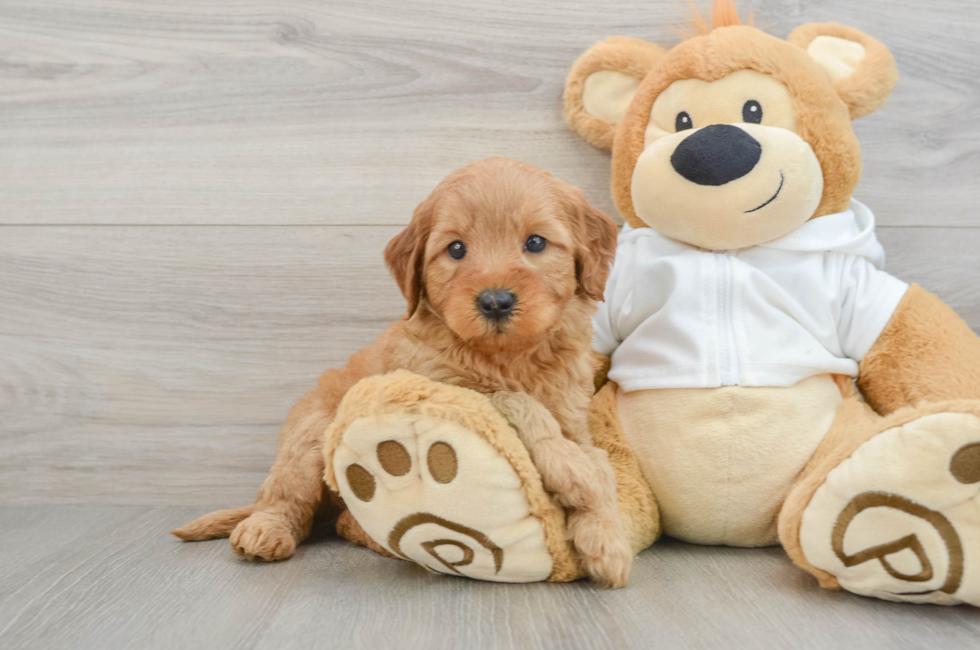 5 week old Mini Goldendoodle Puppy For Sale - Seaside Pups