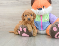 7 week old Mini Goldendoodle Puppy For Sale - Seaside Pups