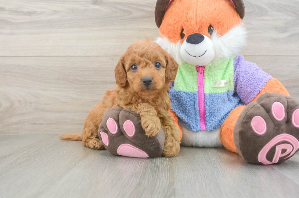 5 week old Mini Goldendoodle Puppy For Sale - Seaside Pups