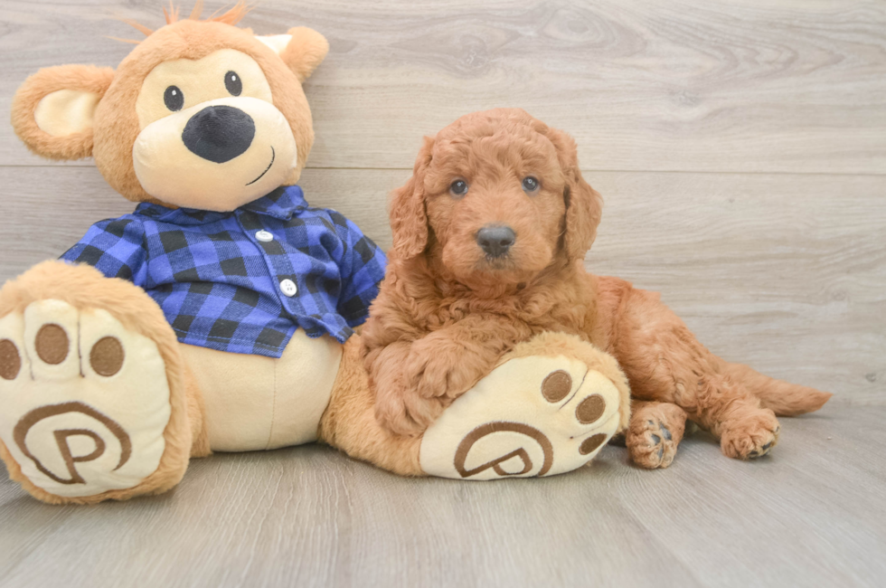 5 week old Mini Goldendoodle Puppy For Sale - Seaside Pups