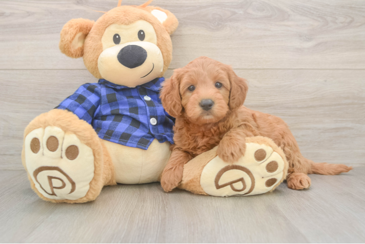 Mini Goldendoodle Pup Being Cute