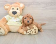 7 week old Mini Goldendoodle Puppy For Sale - Seaside Pups