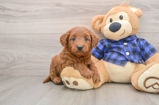 Friendly Mini Goldendoodle Baby