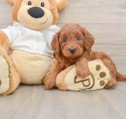 8 week old Mini Goldendoodle Puppy For Sale - Seaside Pups