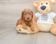 7 week old Mini Goldendoodle Puppy For Sale - Seaside Pups