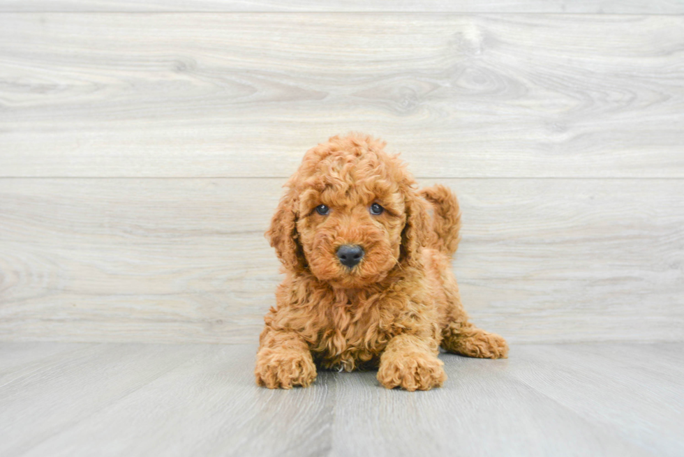 Mini Goldendoodle Pup Being Cute