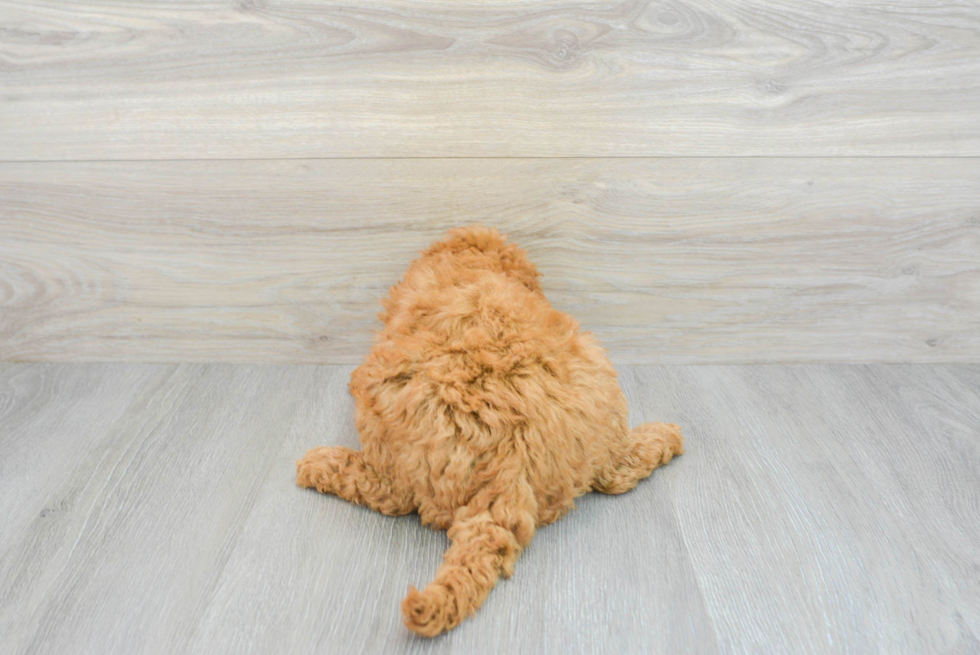 Mini Goldendoodle Puppy for Adoption