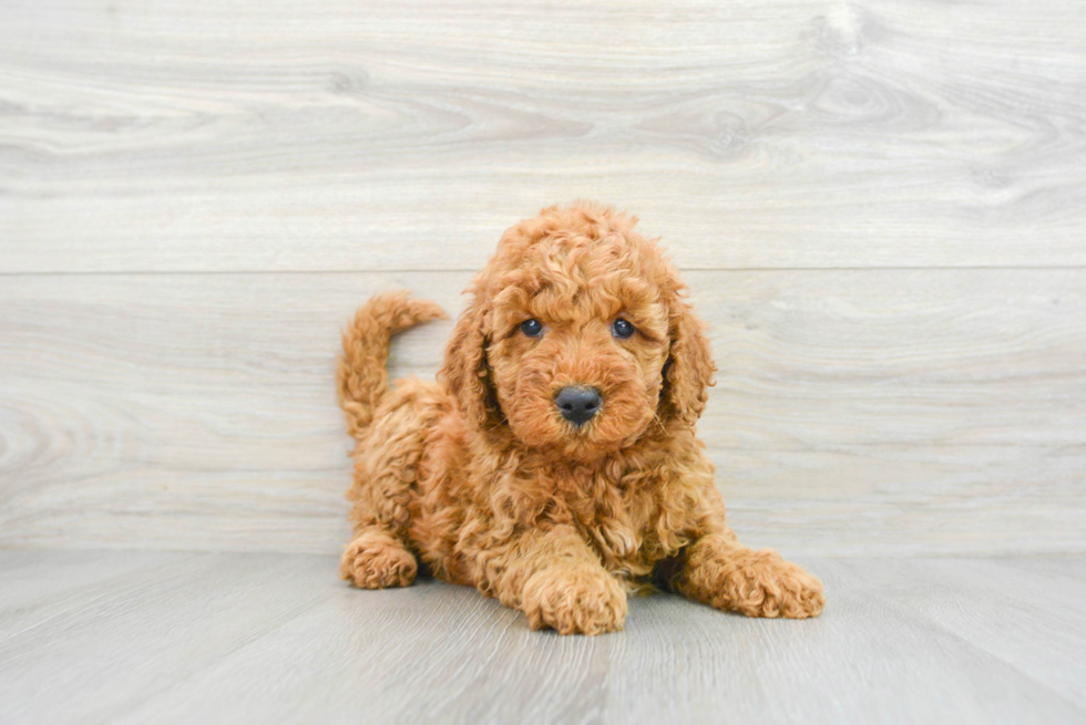 Little Golden Retriever Poodle Mix Puppy
