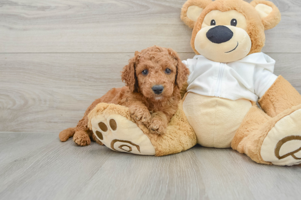 5 week old Mini Goldendoodle Puppy For Sale - Seaside Pups