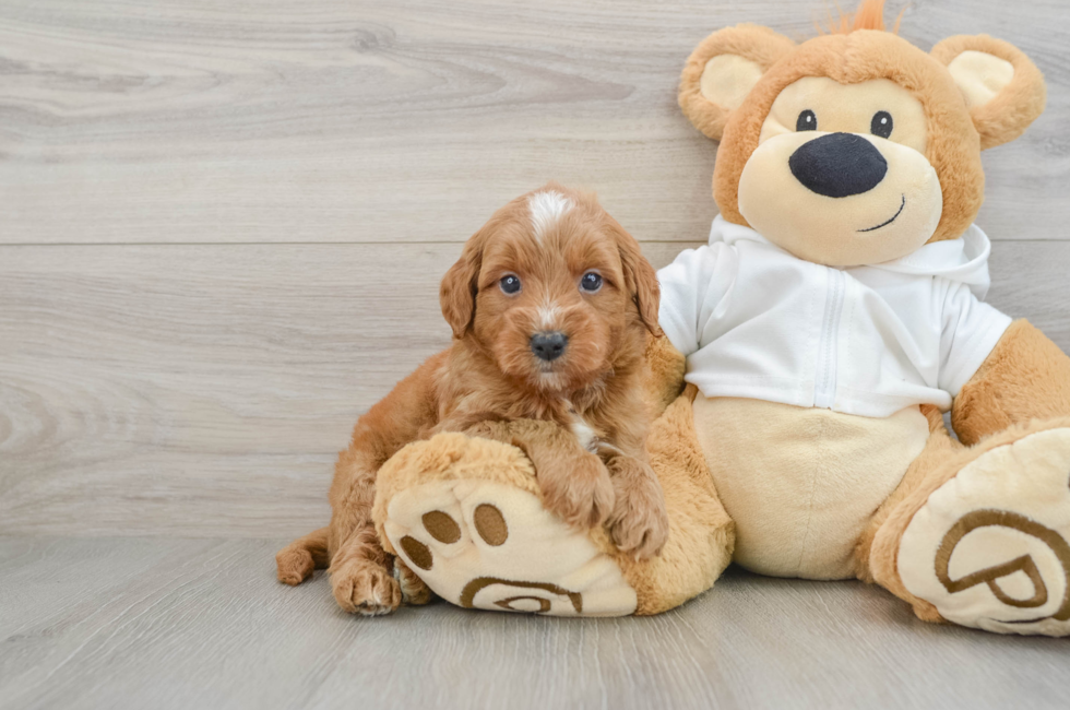 5 week old Mini Goldendoodle Puppy For Sale - Seaside Pups