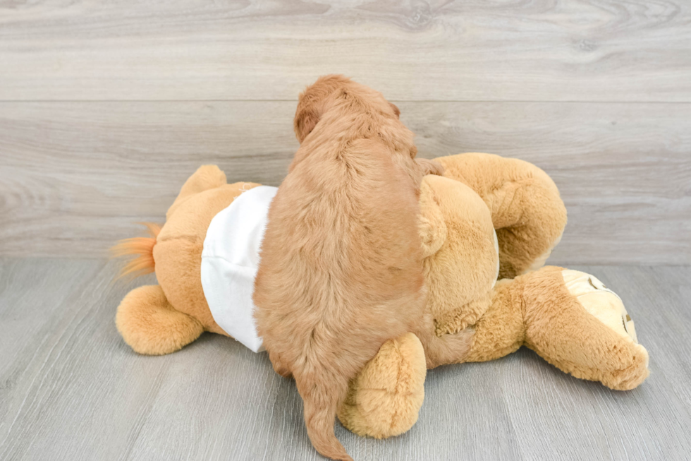Mini Goldendoodle Puppy for Adoption