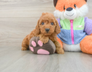 7 week old Mini Goldendoodle Puppy For Sale - Seaside Pups