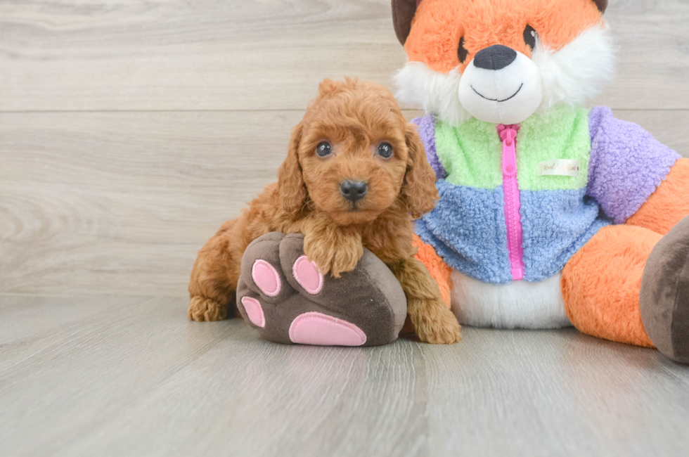 5 week old Mini Goldendoodle Puppy For Sale - Seaside Pups