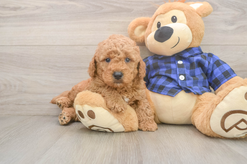 5 week old Mini Goldendoodle Puppy For Sale - Seaside Pups