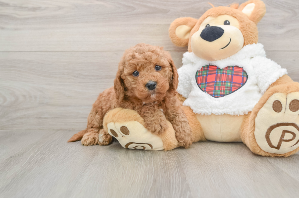 5 week old Mini Goldendoodle Puppy For Sale - Seaside Pups