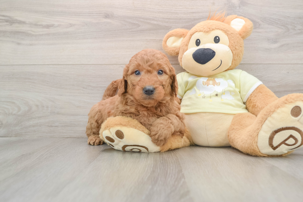 Mini Goldendoodle Puppy for Adoption