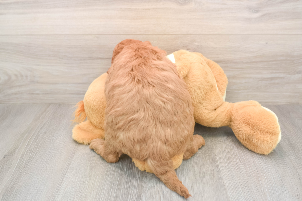 Sweet Mini Goldendoodle Baby